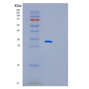 Recombinant Human MED7 Protein