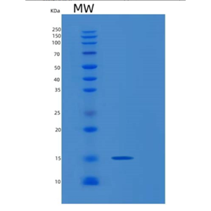 Recombinant Human MEOX2 Protein