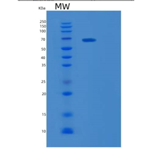 Recombinant Human MEP1A Protein