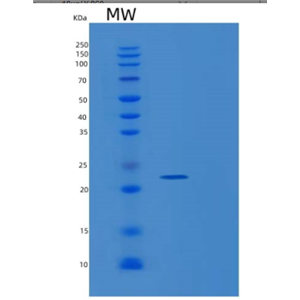 Recombinant Rat Metalloproteinase inhibitor 1 Protein