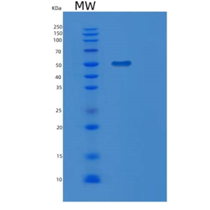 Recombinant Human MGAT2 Protein