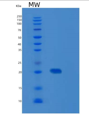 Recombinant Human Mimitin Protein,Recombinant Human Mimitin Protein