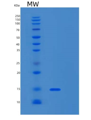 Recombinant Human MLLT11 Protein,Recombinant Human MLLT11 Protein