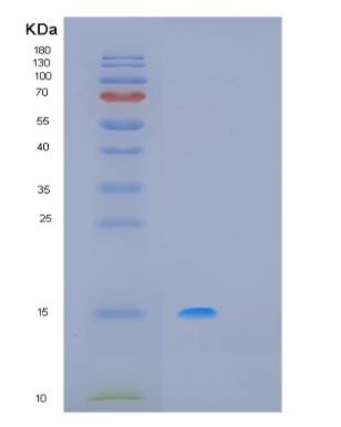 Recombinant Human MSTN Protein,Recombinant Human MSTN Protein