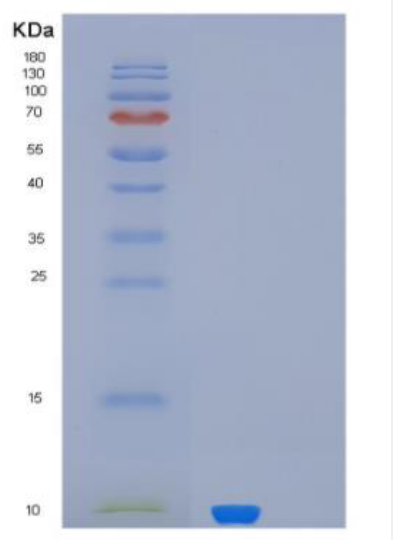 Recombinant MUCL1 Protein,Recombinant MUCL1 Protein