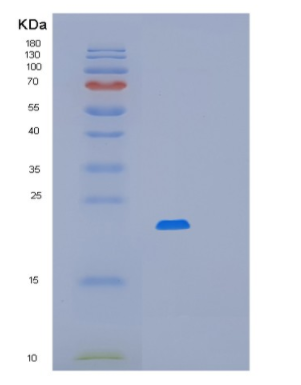 Recombinant E.coli mug Protein,Recombinant E.coli mug Protein