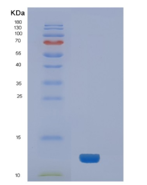 Recombinant Human NEDD8 Protein,Recombinant Human NEDD8 Protein