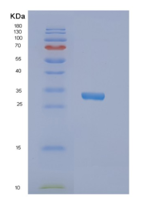 Recombinant Human NRBF2 Protein,Recombinant Human NRBF2 Protein