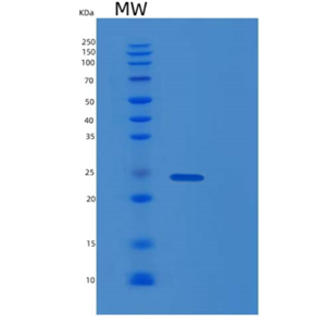 Recombinant Human mgMT Protein