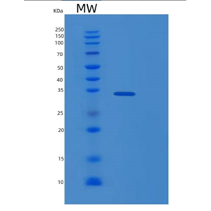 Recombinant Human MICA Protein,Recombinant Human MICA Protein