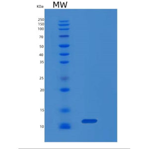 Recombinant Human MIF Protein