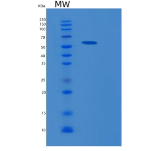 Recombinant Human MINA Protein