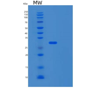 Recombinant Human MLEC Protein,Recombinant Human MLEC Protein