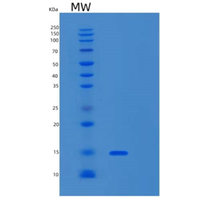 Recombinant Human MLLT11 Protein,Recombinant Human MLLT11 Protein