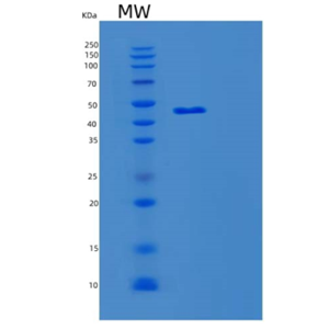 Recombinant Human MNDA Protein