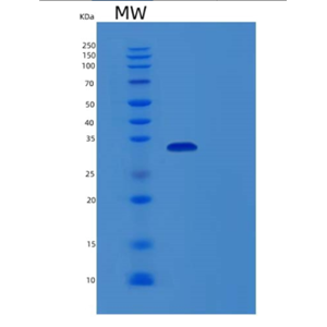 Recombinant Human MPG Protein