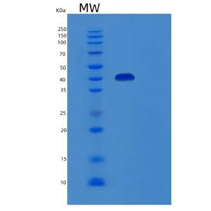 Recombinant Human MPI Protein