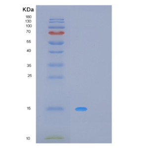 Recombinant Human MPZL1 Protein