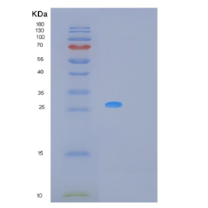 Recombinant Human MREG Protein