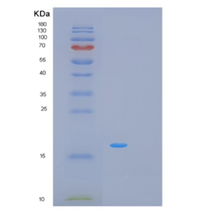 Recombinant Human MRFAP1L1 Protein