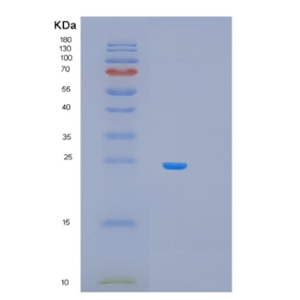 Recombinant Human MRPS23 Protein