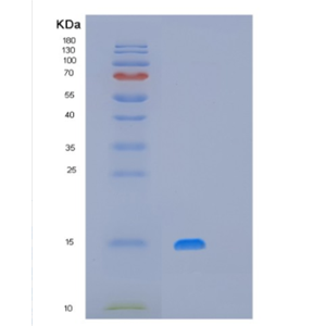 Recombinant Human MRPS28 Protein