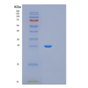 Recombinant Human MRRF Protein,Recombinant Human MRRF Protein