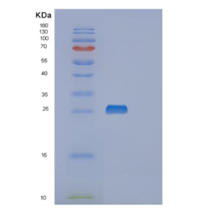 Recombinant E.coli msrA Protein