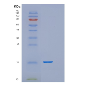 Recombinant E.coli msrB Protein