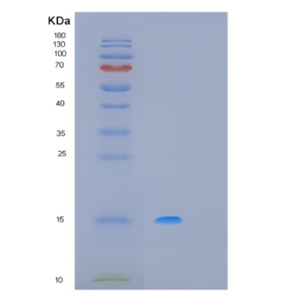 Recombinant Human MSTN Protein