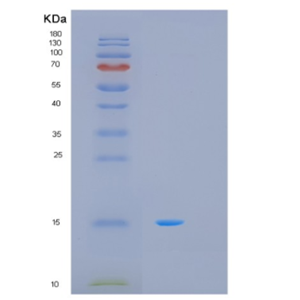 Recombinant Human MTCP1 Protein