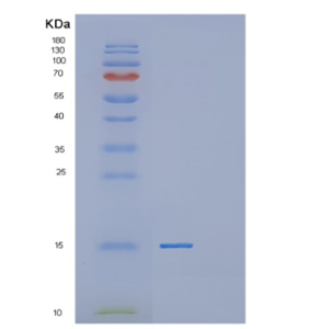 Recombinant Human MTPN Protein,Recombinant Human MTPN Protein