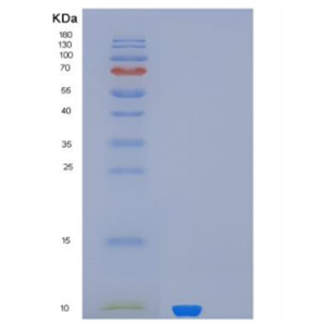 Recombinant MUCL1 Protein