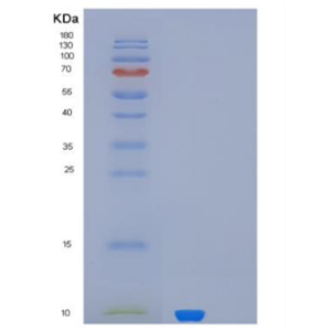 Recombinant MUCL1 Protein,Recombinant MUCL1 Protein