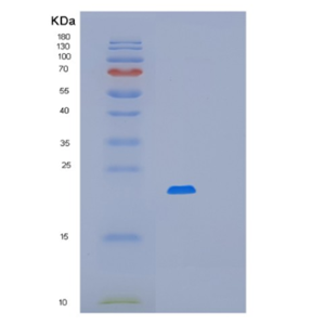 Recombinant E.coli mug Protein