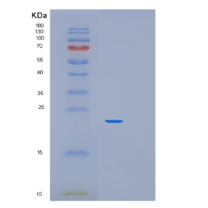Recombinant Mouse MUP1 Protein