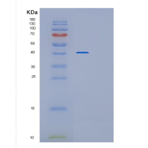 Recombinant E.coli mutY Protein,Recombinant E.coli mutY Protein