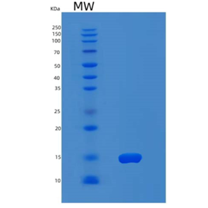 Recombinant Human MX2 Protein