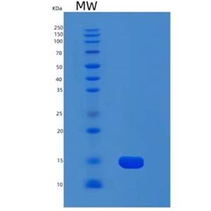 Recombinant Human MYCBP Protein,Recombinant Human MYCBP Protein