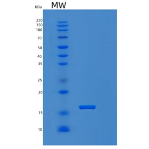 Recombinant Human MYL5 Protein