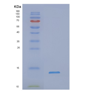 Recombinant Human NDUFA2 Protein