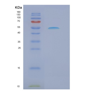 Recombinant Mouse Ncr1 Protein,Recombinant Mouse Ncr1 Protein