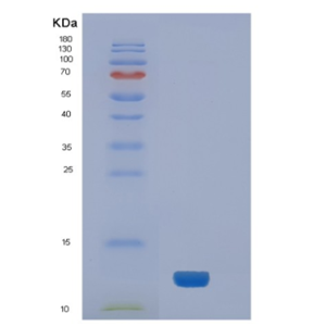 Recombinant Human NEDD8 Protein