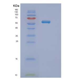 Recombinant Mouse Nt5e Protein