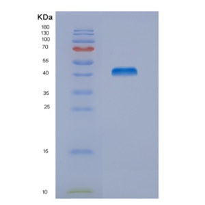 Recombinant Mouse Nucb2 Protein,Recombinant Mouse Nucb2 Protein