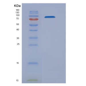 Recombinant Mouse Nrp1 Protein