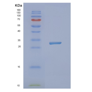 Recombinant Human NXPH1 Protein,Recombinant Human NXPH1 Protein
