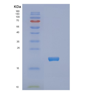 Recombinant E.coli NDK Protein