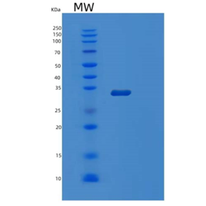 Recombinant Human 45203 Protein