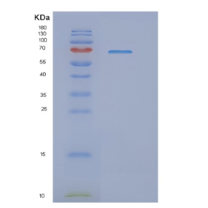 Recombinant Human NRF2 Protein
